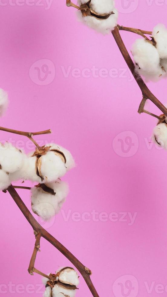 Natural Cotton flowers. white cotton balls flower branches and pink background. photo