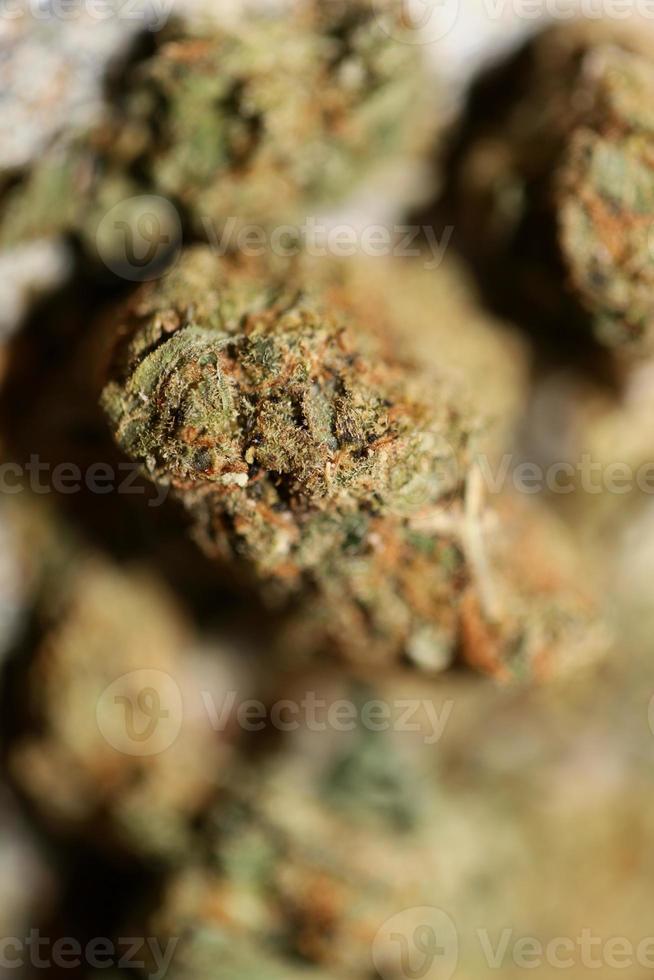 Cannabis sativa marihuana buds super lemon haze family cannabaceae close up modern background high quality big size prints photo