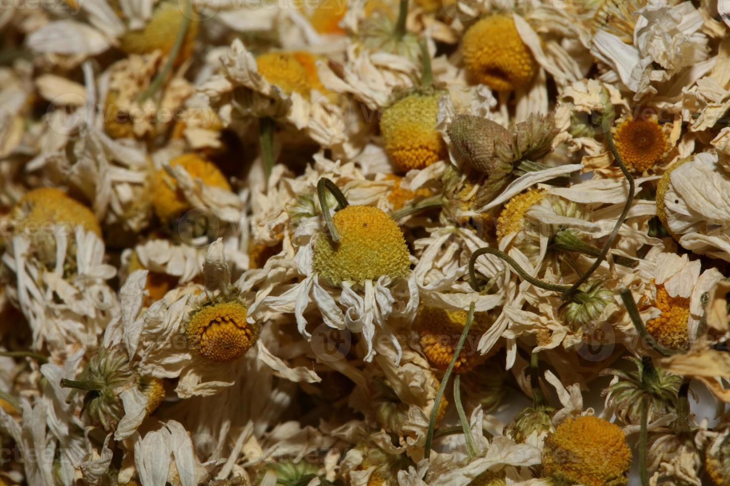 Camomile buds flowers ready for tea close up background matricaria chamomilla family asteraceae high quality prints photo