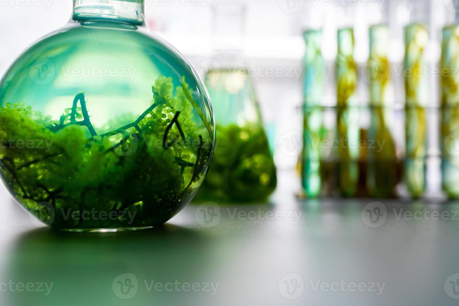 green alga laboratory research, alternative biofuel energy technology, biotechnology concept photo