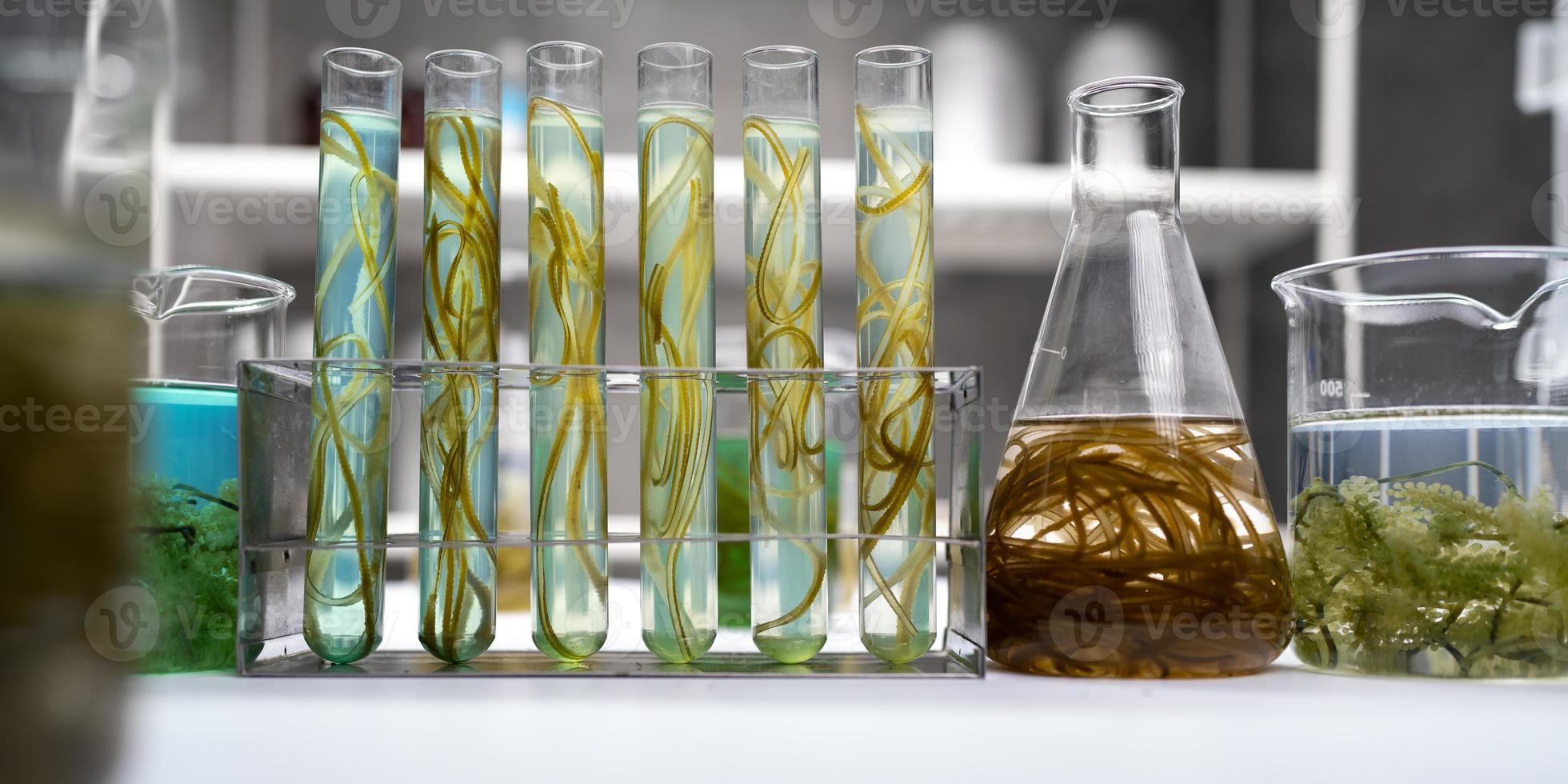 green alga laboratory research, alternative biofuel energy technology, biotechnology concept photo