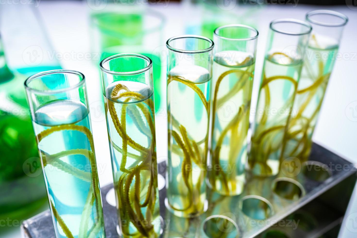 green alga laboratory research, alternative biofuel energy technology, biotechnology concept photo