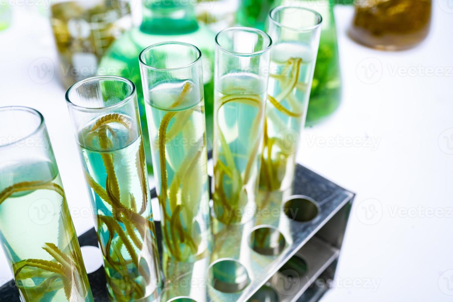 green alga laboratory research, alternative biofuel energy technology, biotechnology concept photo