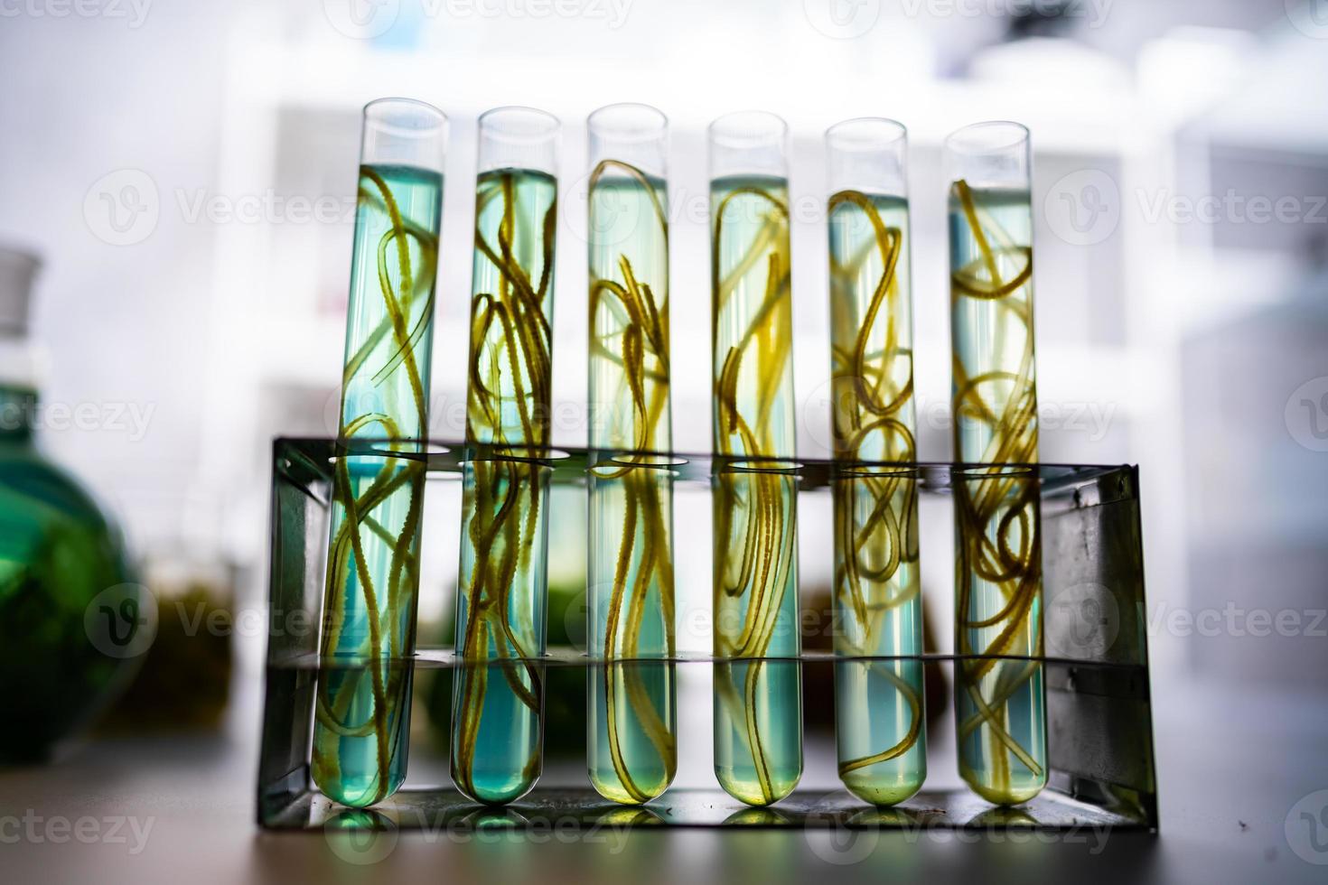 green alga laboratory research, alternative biofuel energy technology, biotechnology concept photo