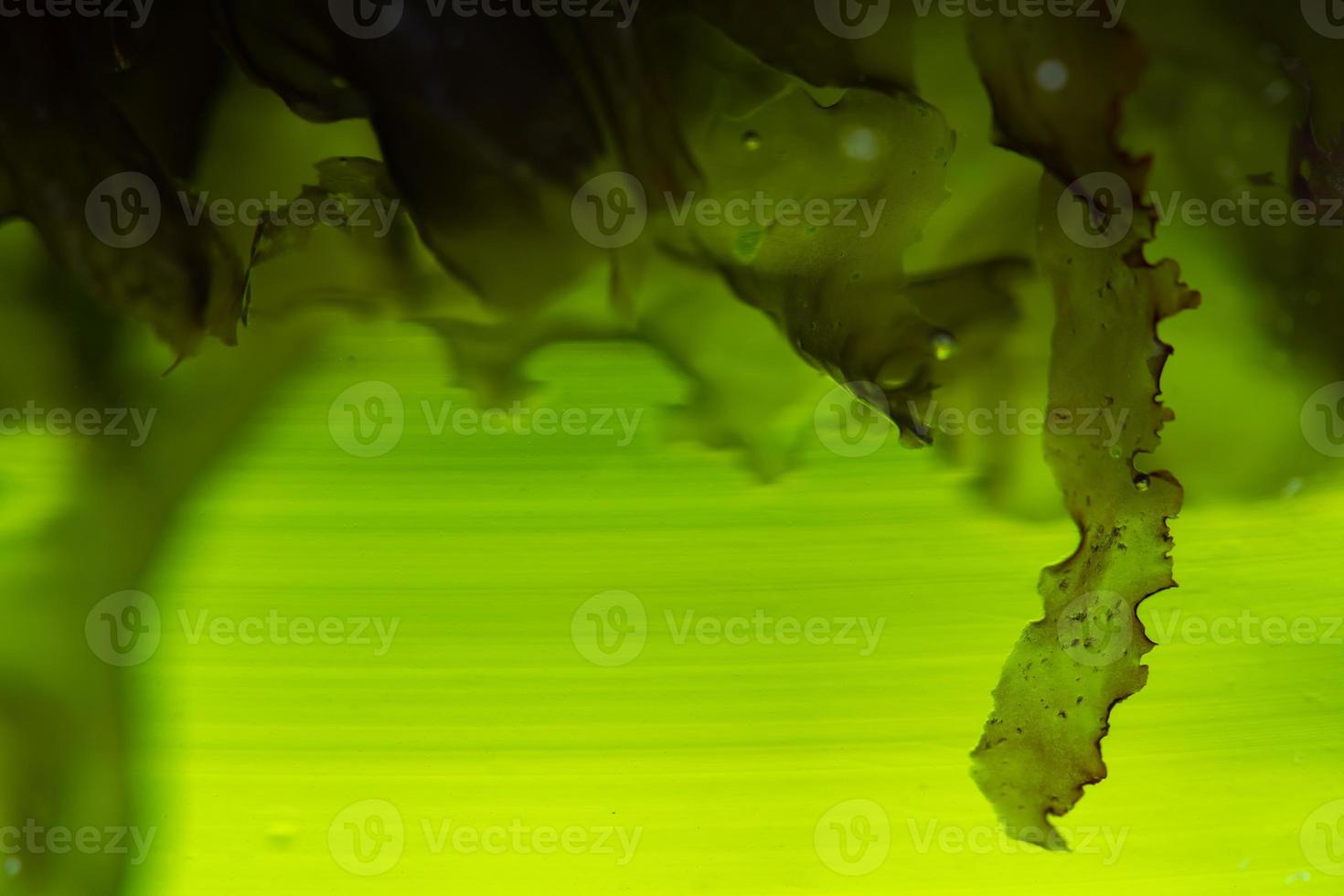green alga laboratory research, alternative biofuel energy technology, biotechnology concept photo