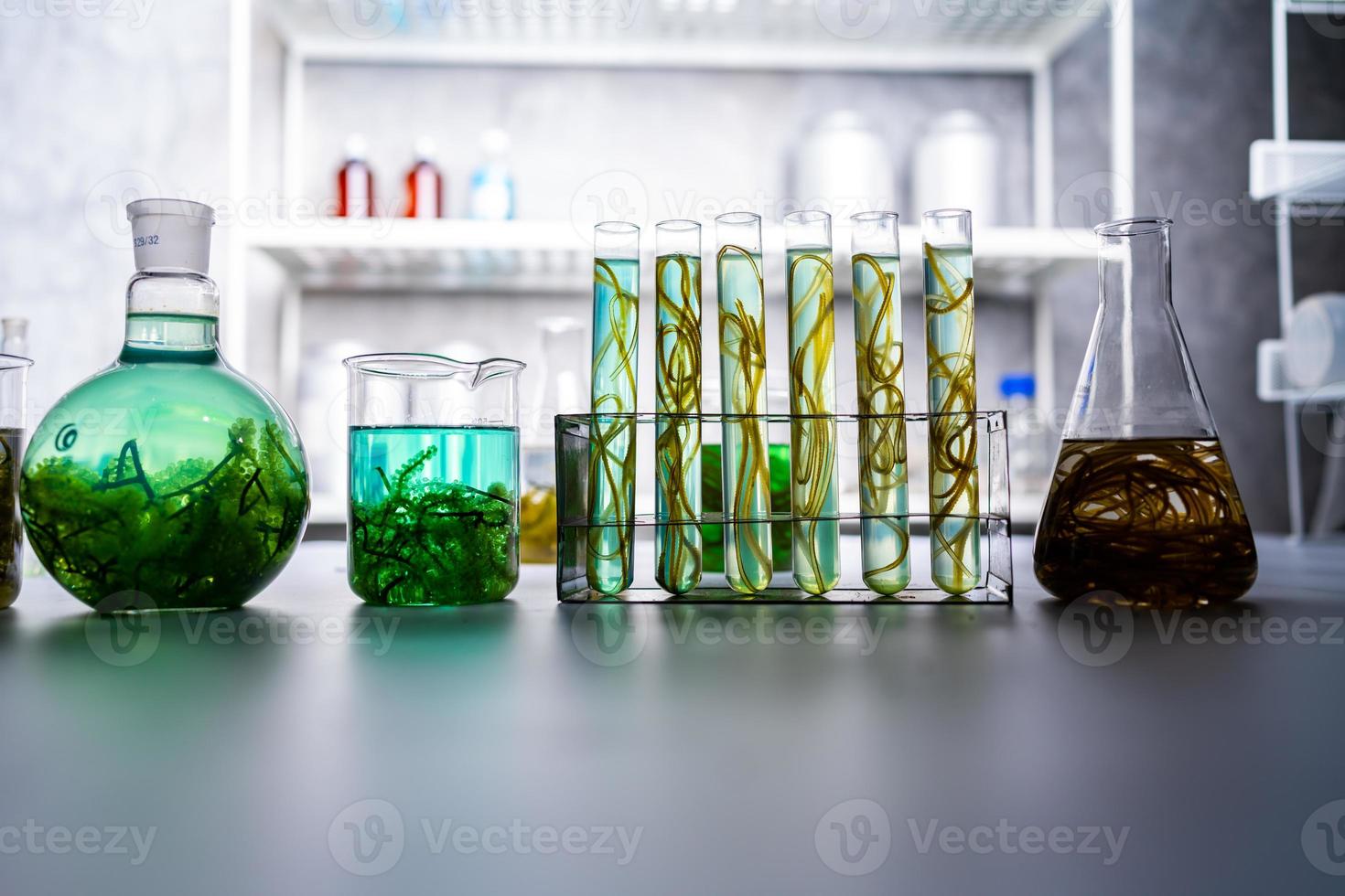 green alga laboratory research, alternative biofuel energy technology, biotechnology concept photo