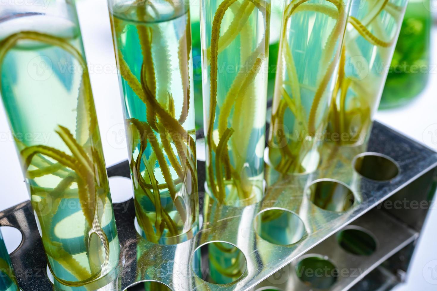 green alga laboratory research, alternative biofuel energy technology, biotechnology concept photo