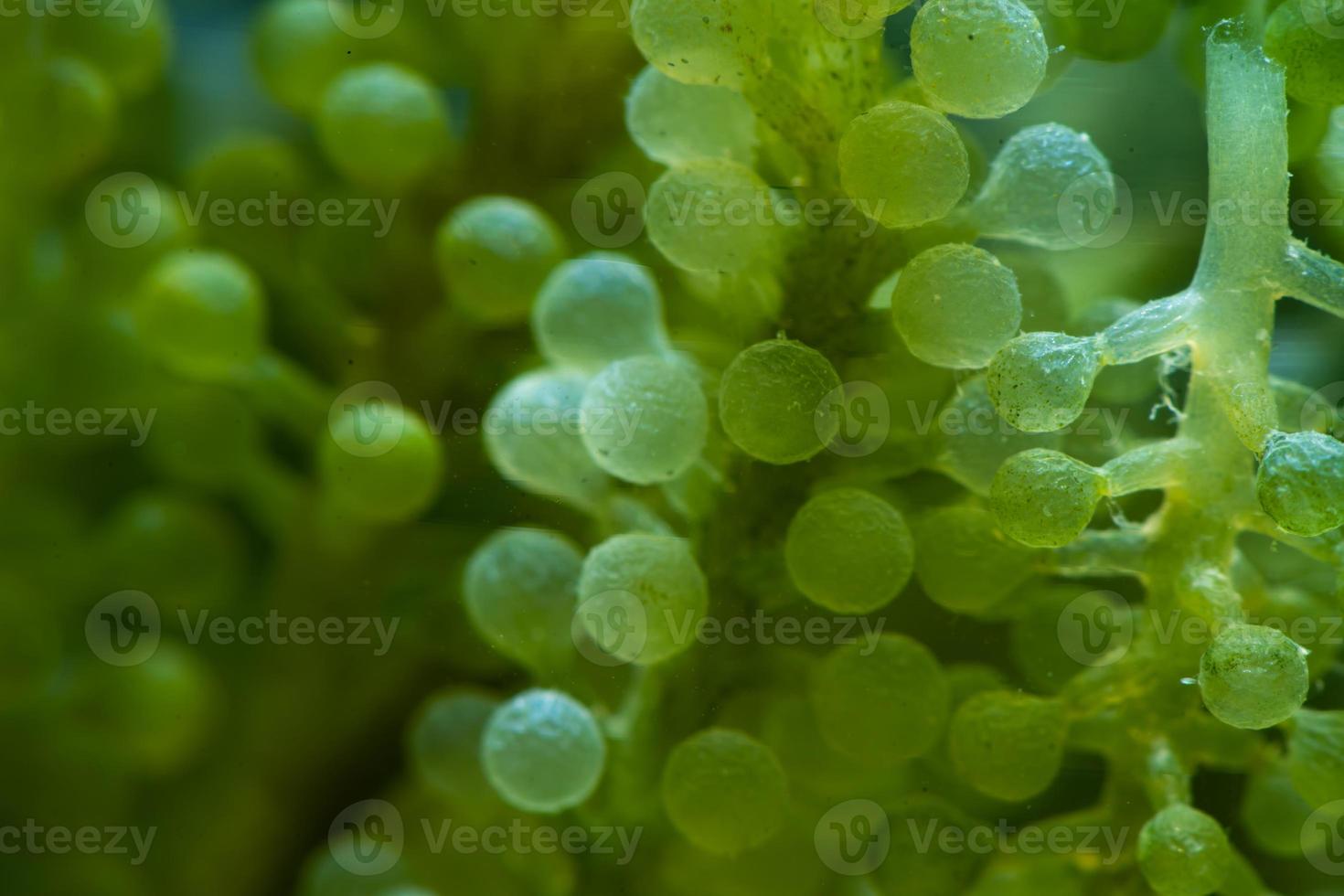 green alga laboratory research, alternative biofuel energy technology, biotechnology concept photo