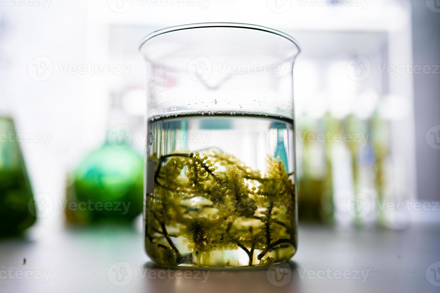 green alga laboratory research, alternative biofuel energy technology, biotechnology concept photo