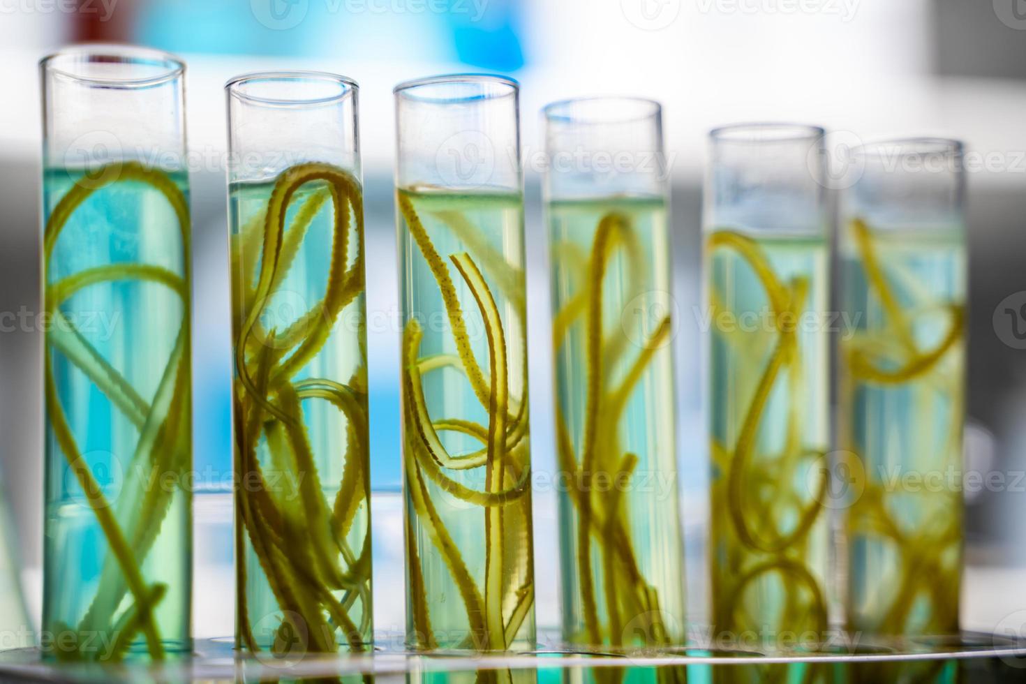 green alga laboratory research, alternative biofuel energy technology, biotechnology concept photo