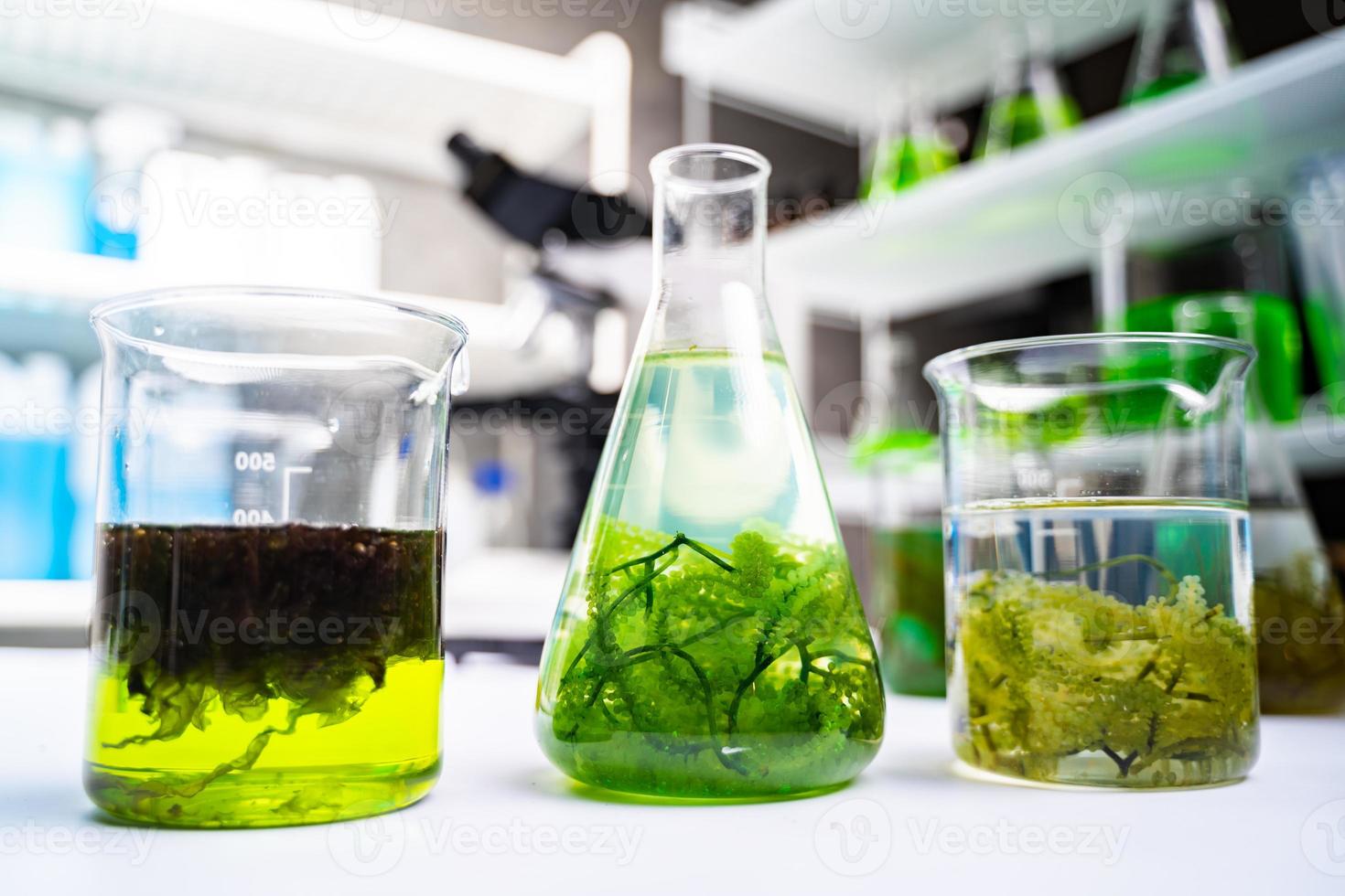 green alga laboratory research, alternative biofuel energy technology, biotechnology concept photo