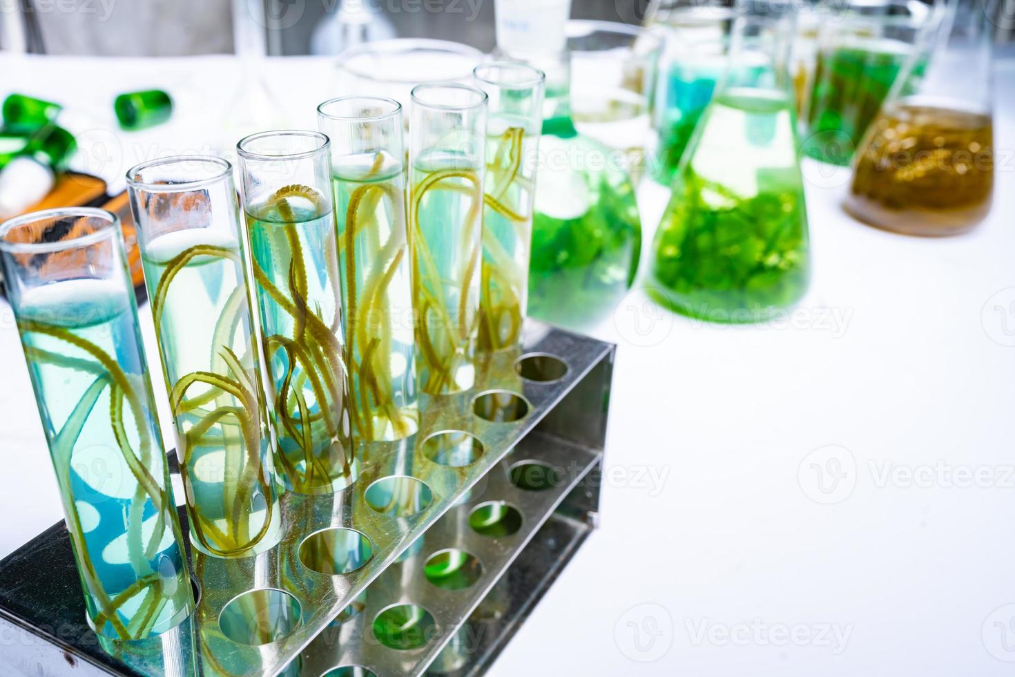 green alga laboratory research, alternative biofuel energy technology, biotechnology concept photo