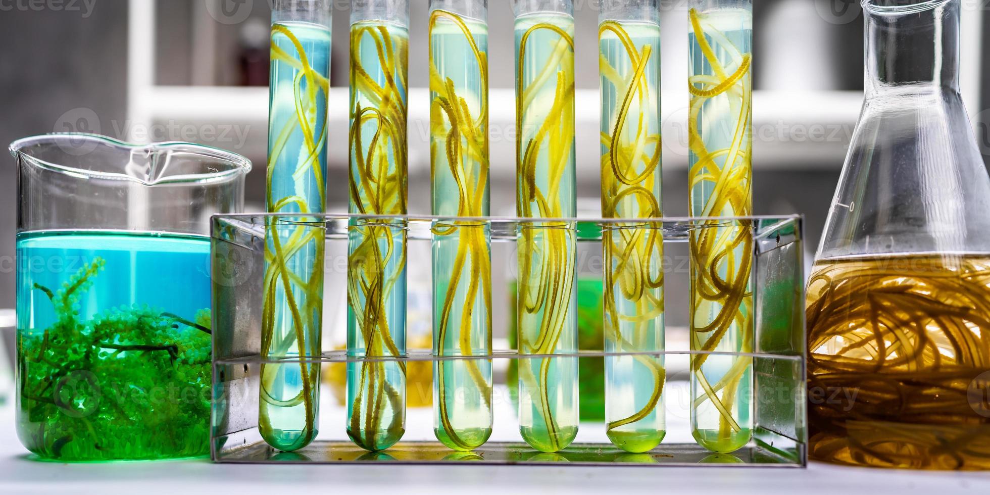 green alga laboratory research, alternative biofuel energy technology, biotechnology concept photo