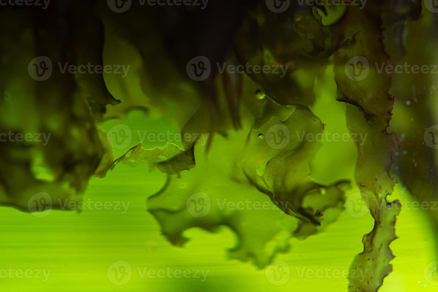 green alga laboratory research, alternative biofuel energy technology, biotechnology concept photo