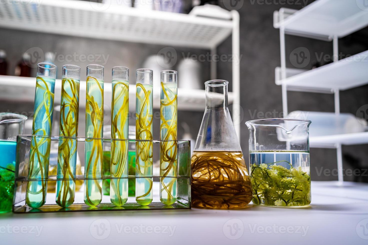 green alga laboratory research, alternative biofuel energy technology, biotechnology concept photo