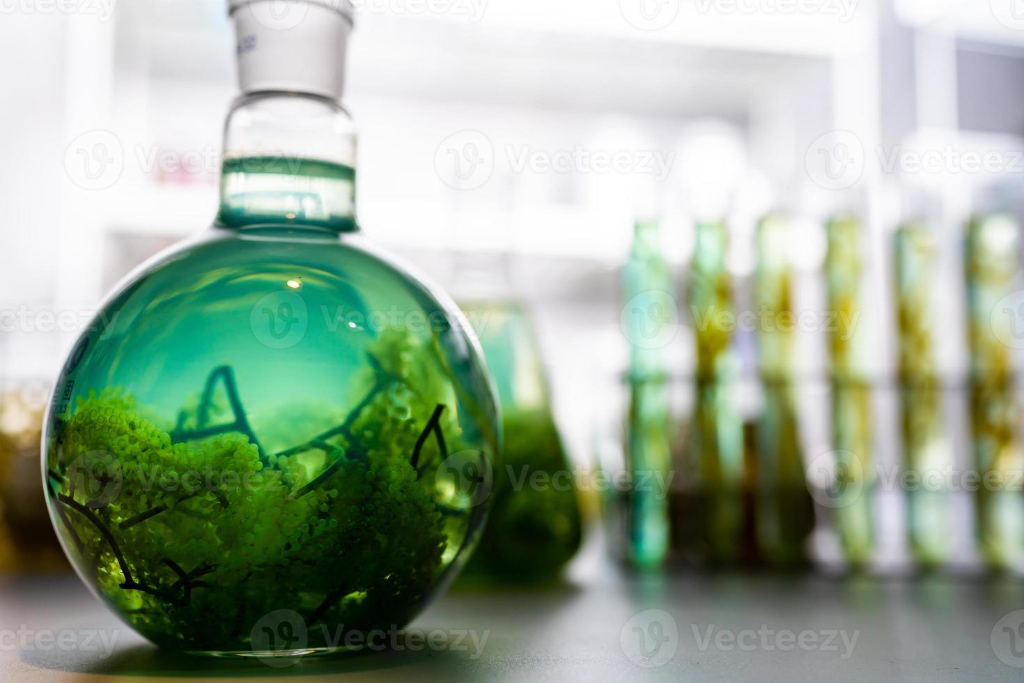 green alga laboratory research, alternative biofuel energy technology, biotechnology concept photo