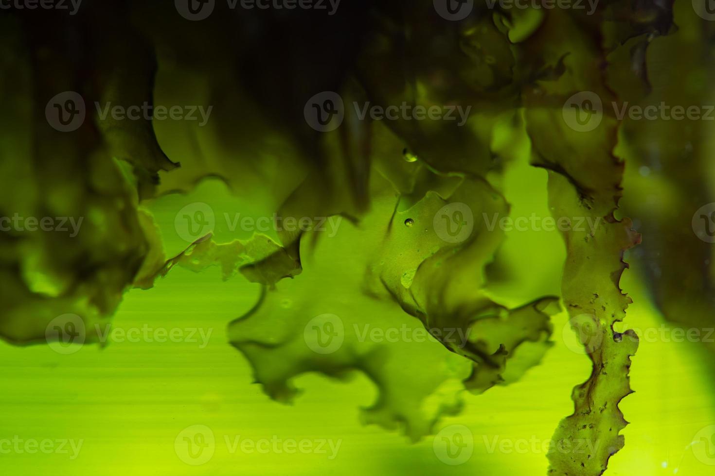 green alga laboratory research, alternative biofuel energy technology, biotechnology concept photo