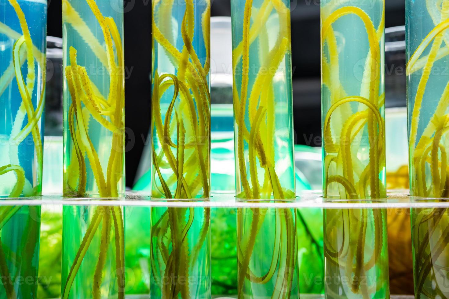 green alga laboratory research, alternative biofuel energy technology, biotechnology concept photo