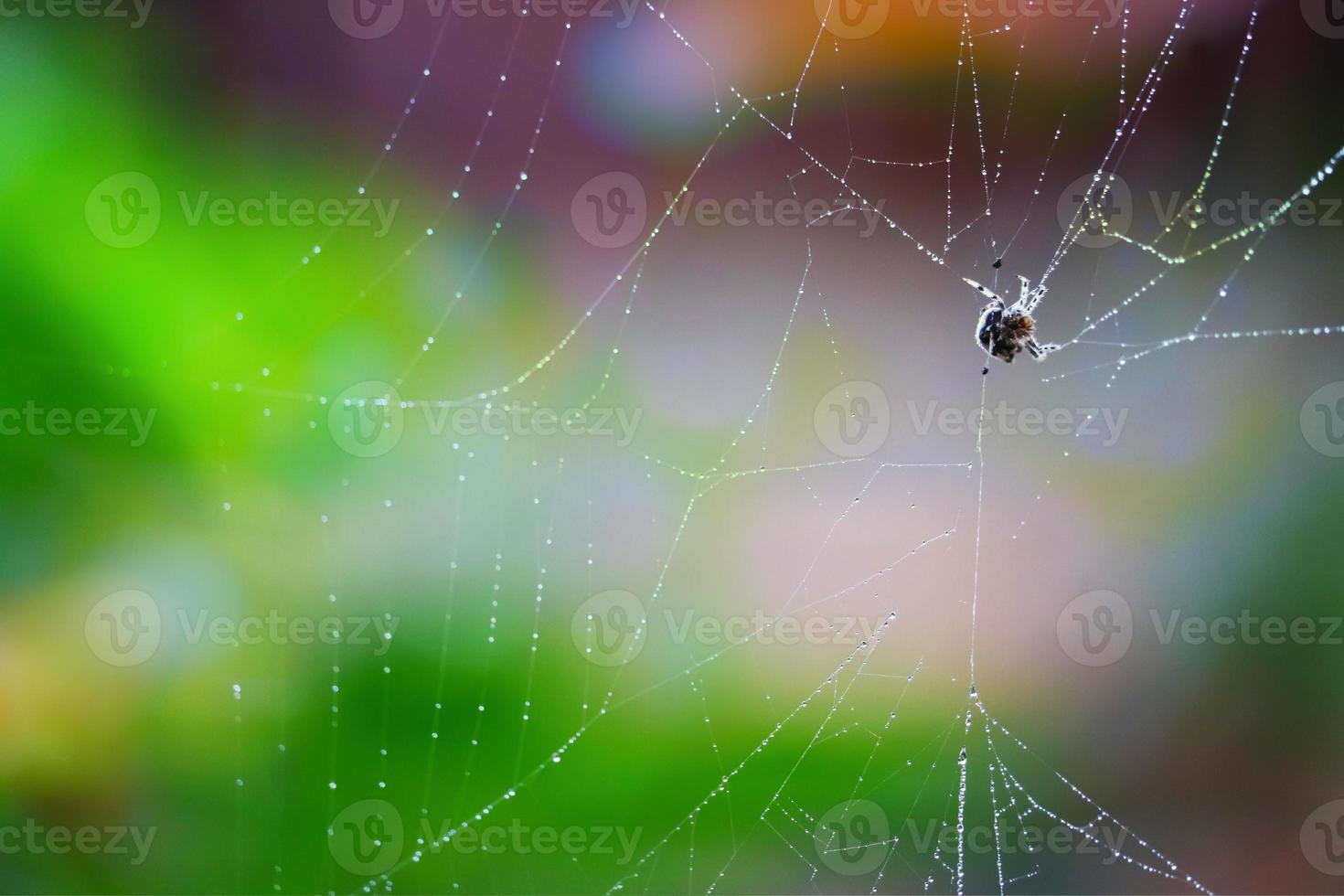 blurred abstract cobweb or spiderweb natural with rain drop pattern green garden photo