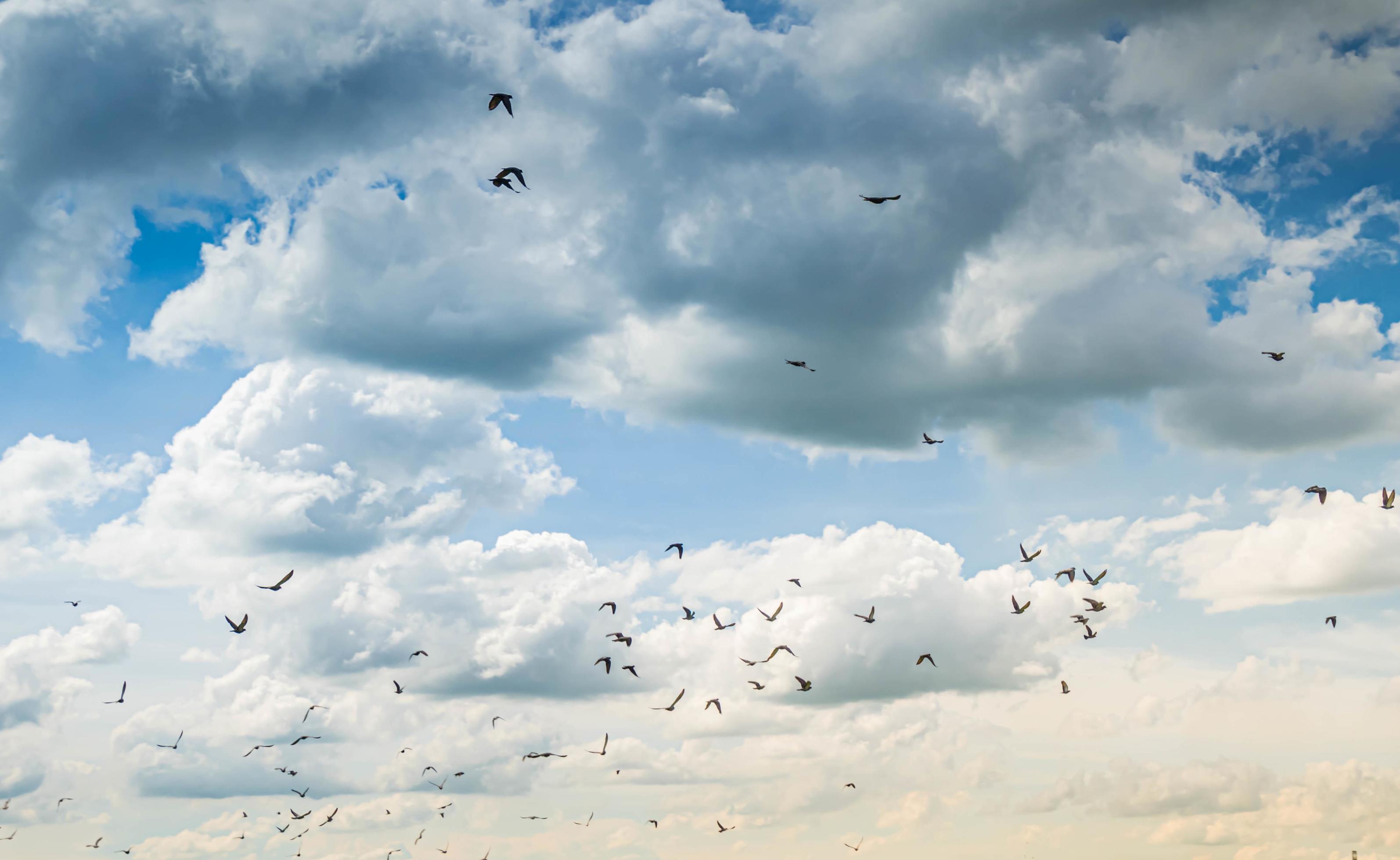 Sunset  dust cloudscape. Golden hours with many flying birds wildlife  on the air over blue cloudy evening sky background. 5224426 Stock Photo at  Vecteezy