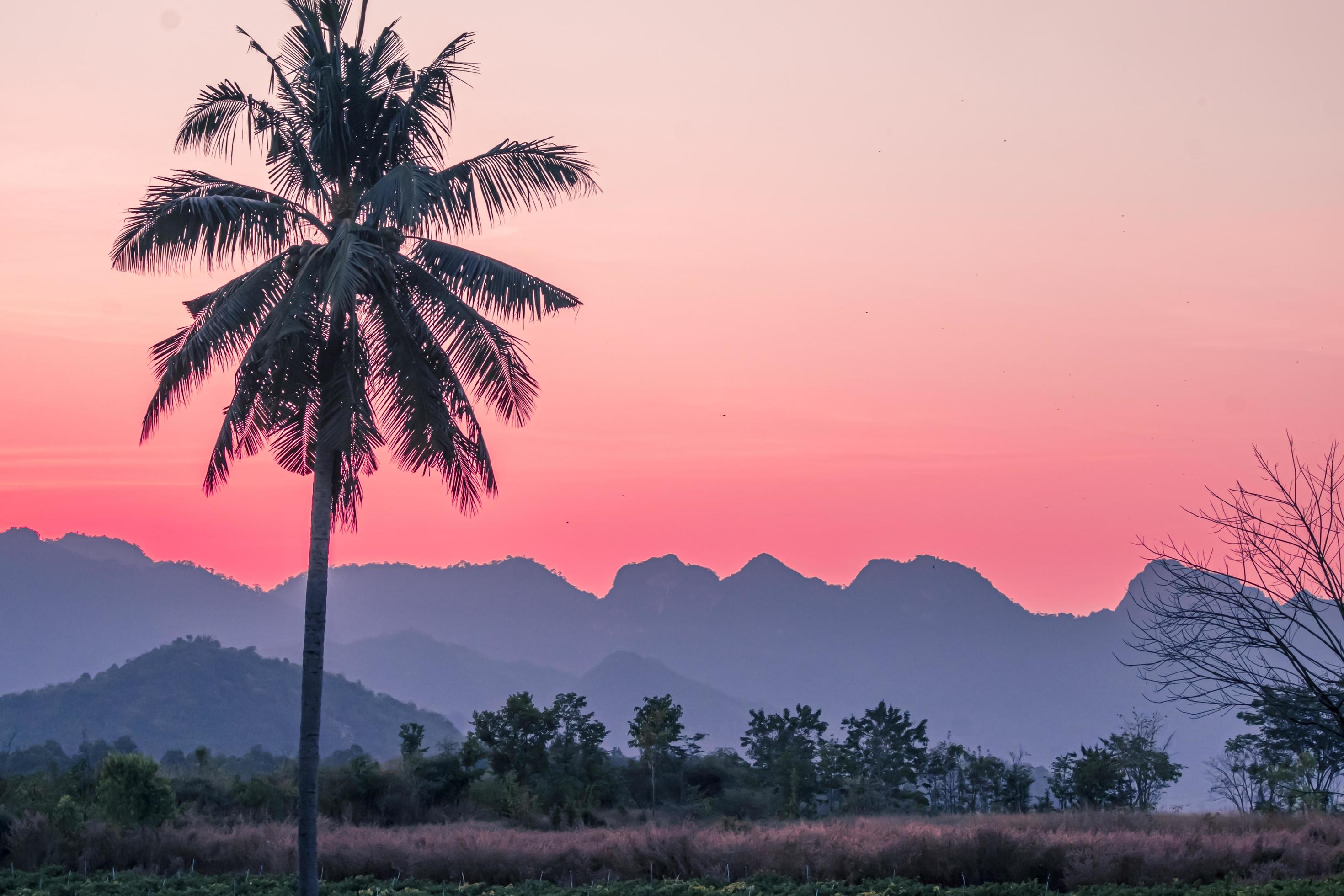 Silhouette Palm Coconut tree with Mountains on background horizon hills