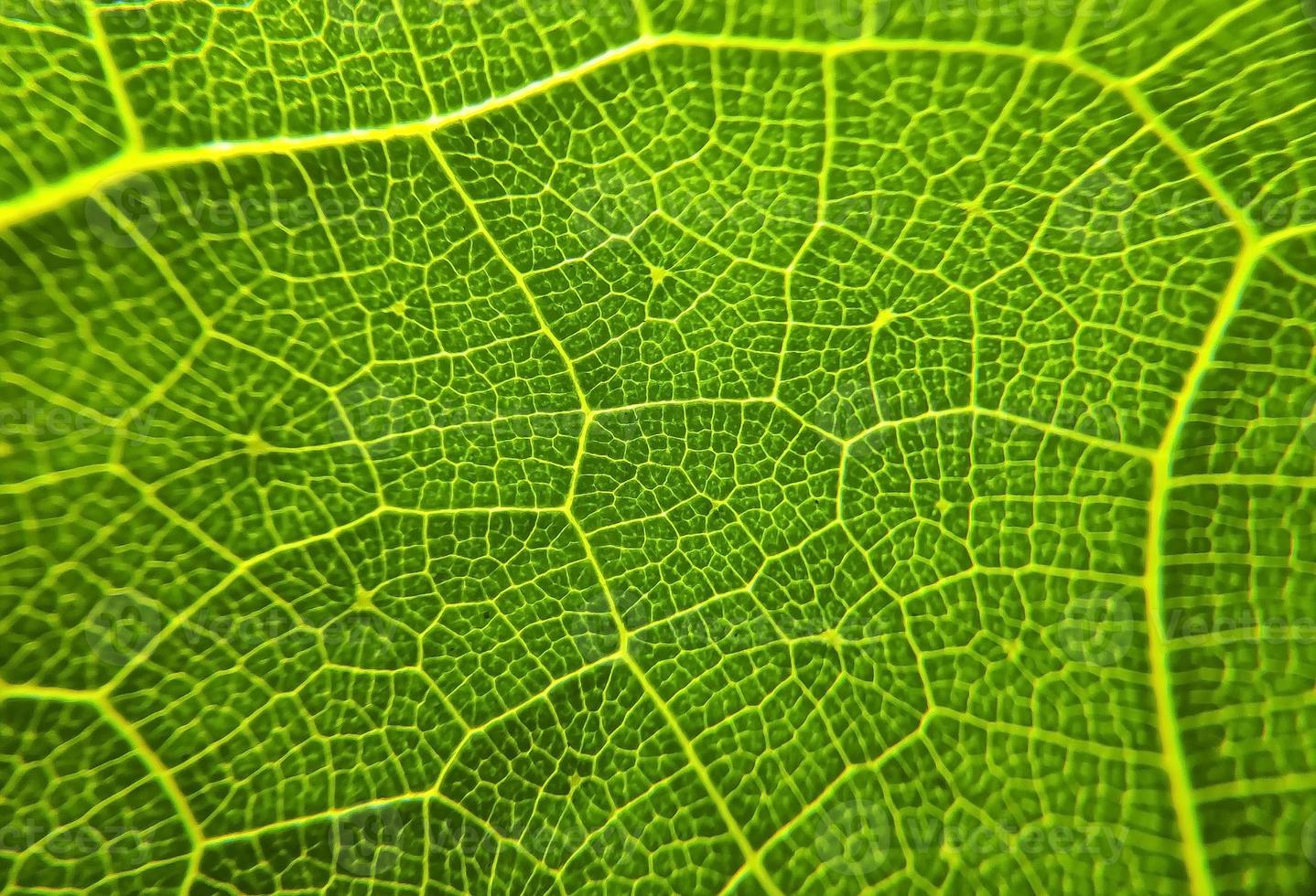 Green leaf vein photo