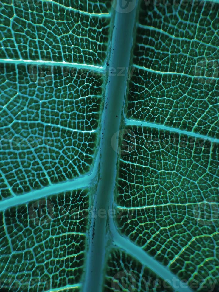 la vena de la hoja verde foto