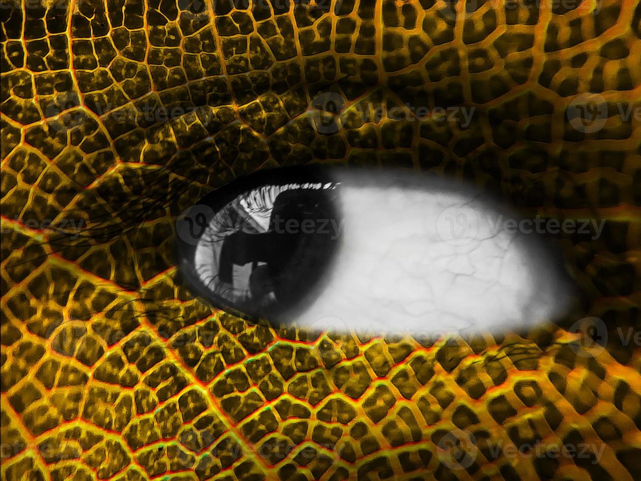Leaf vein on human's eye photo