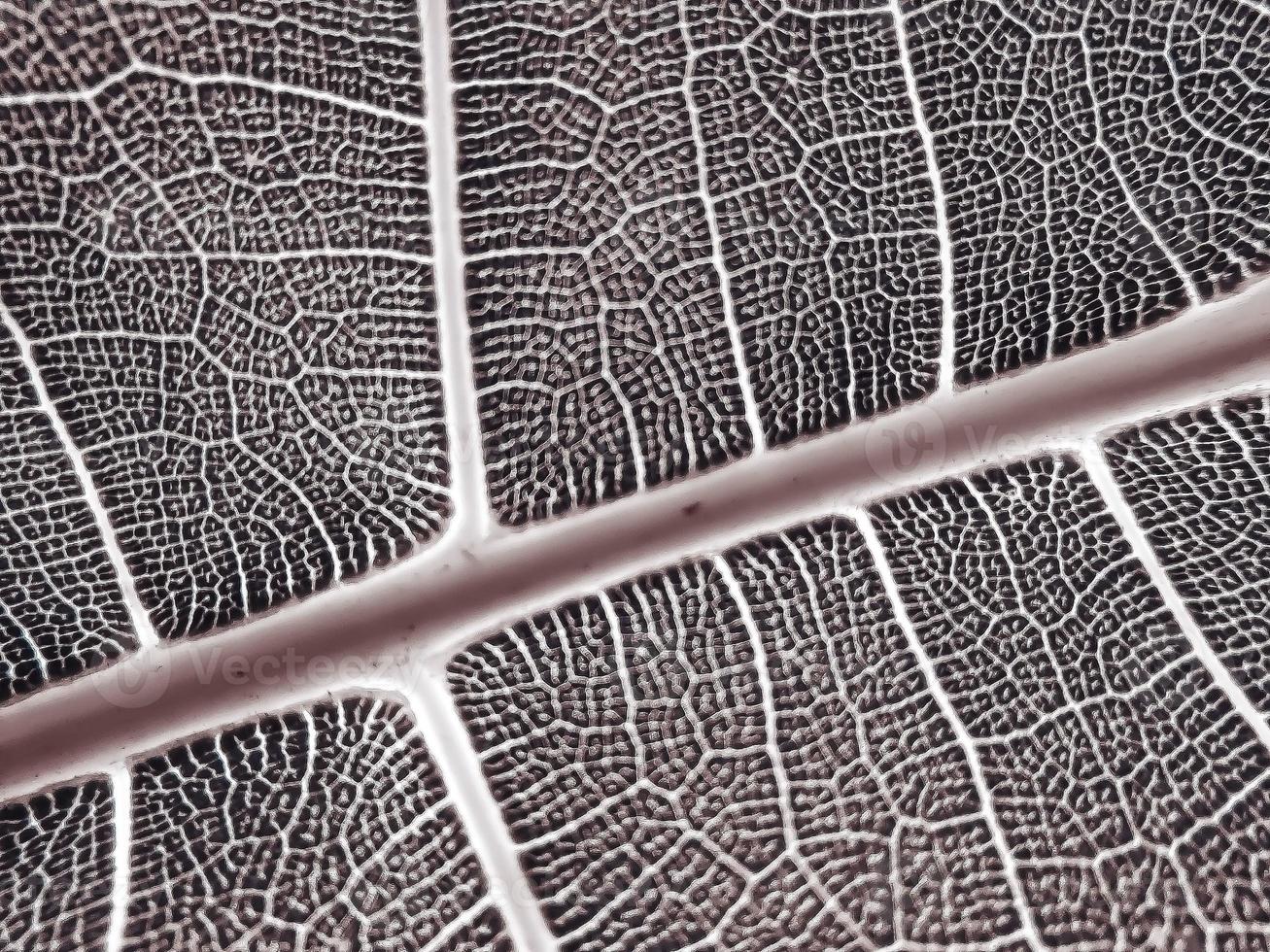Black and white leaf vein photo