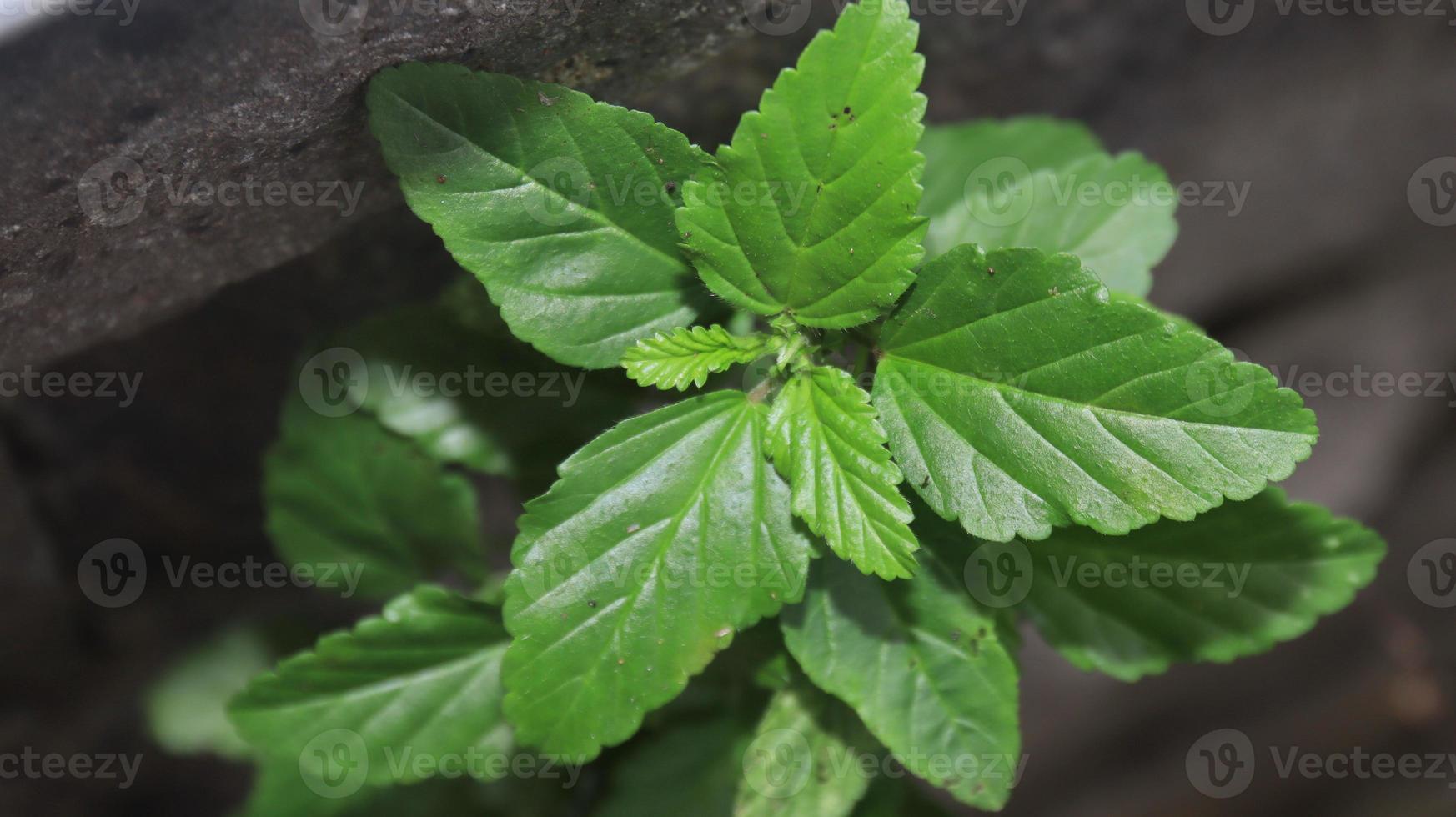 Wild plants, usually grow in any place without being planted. Close up photo