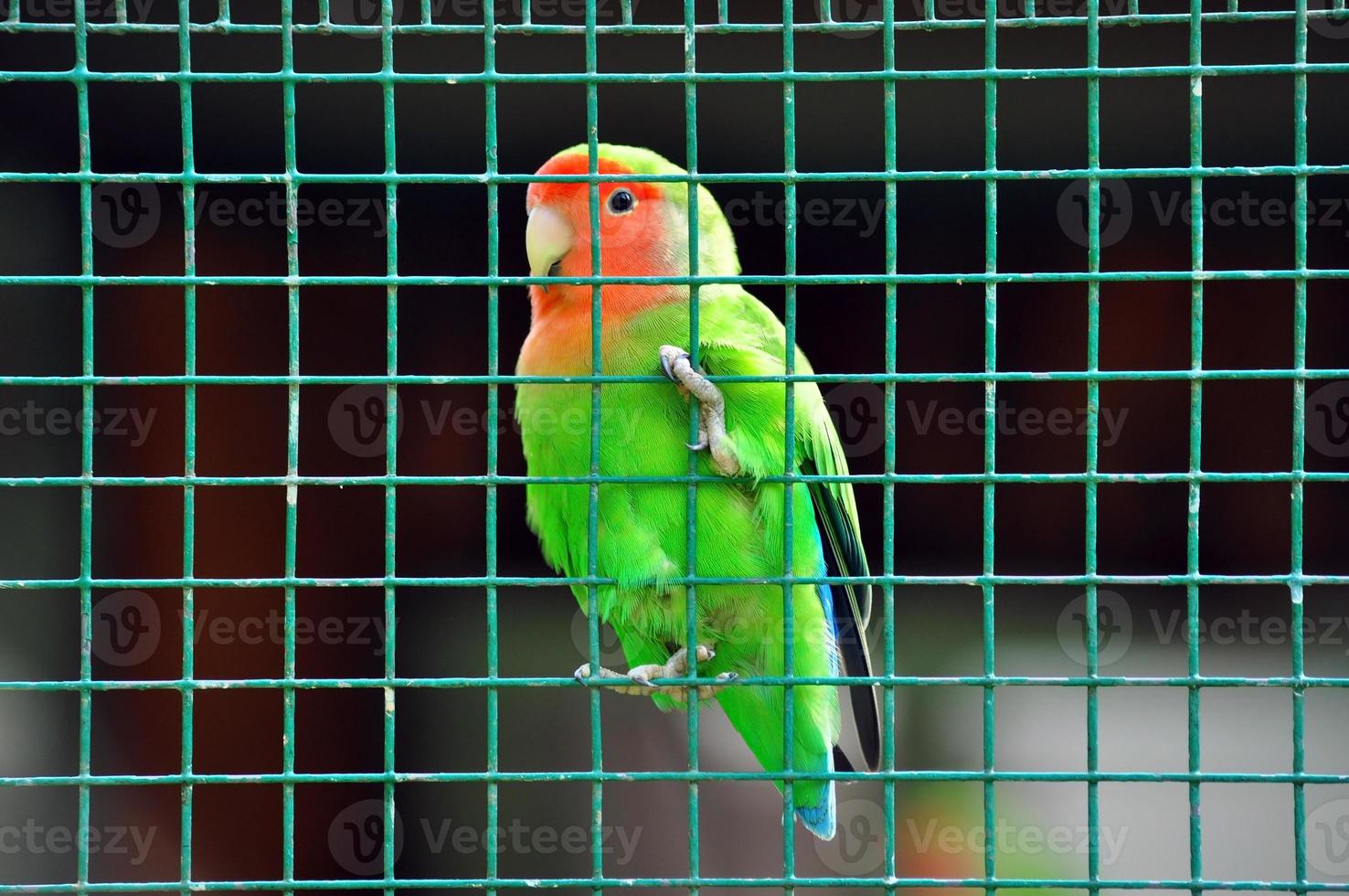 Agapornis little bird photo