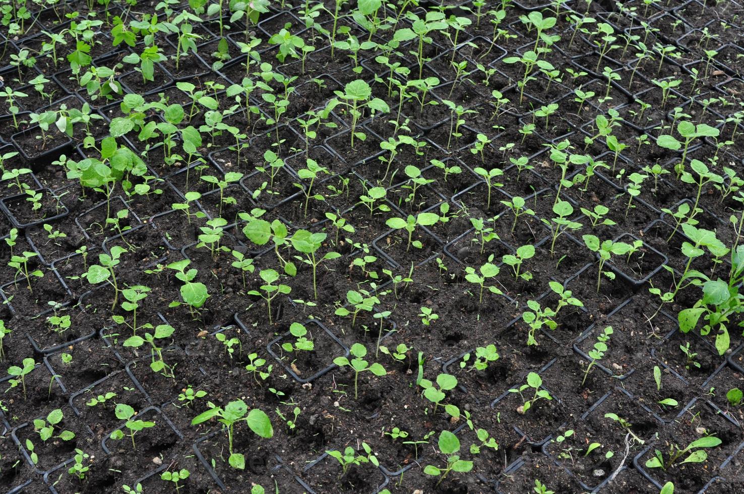 little green plants photo