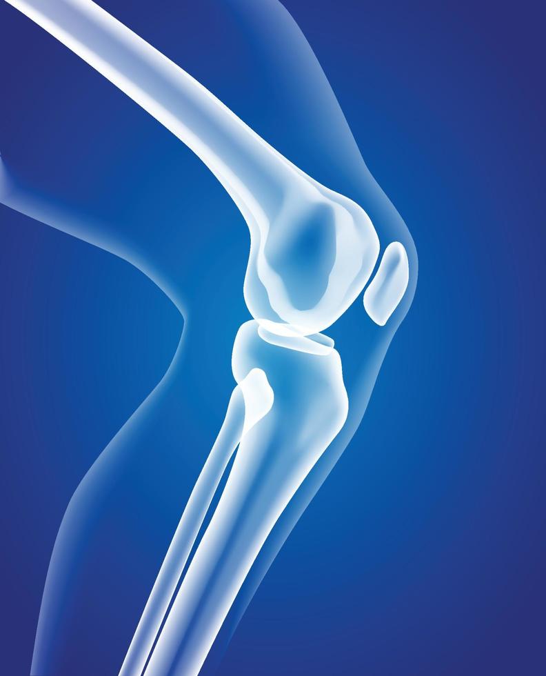 Educational medical illustration of leg bones. vector