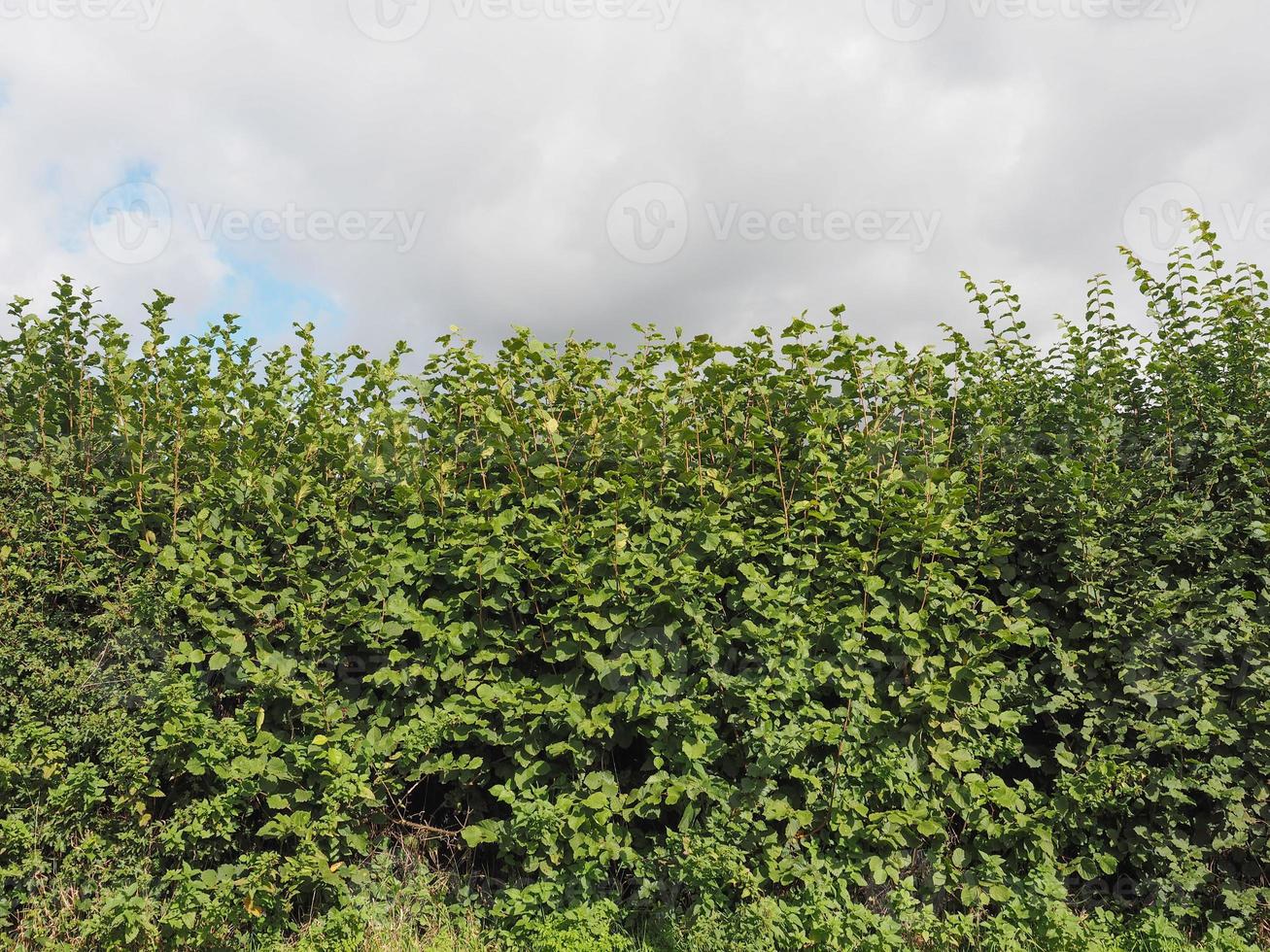 Hazel tree hedgerow photo