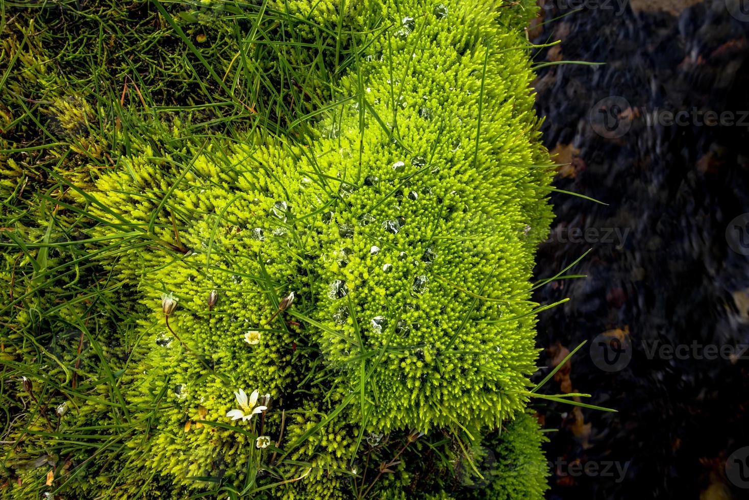 2021 08 16 Borgarfiordur Eystri moss with flower photo