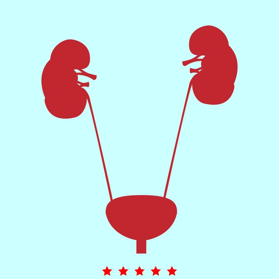 Bladder and kidney it is color icon . vector