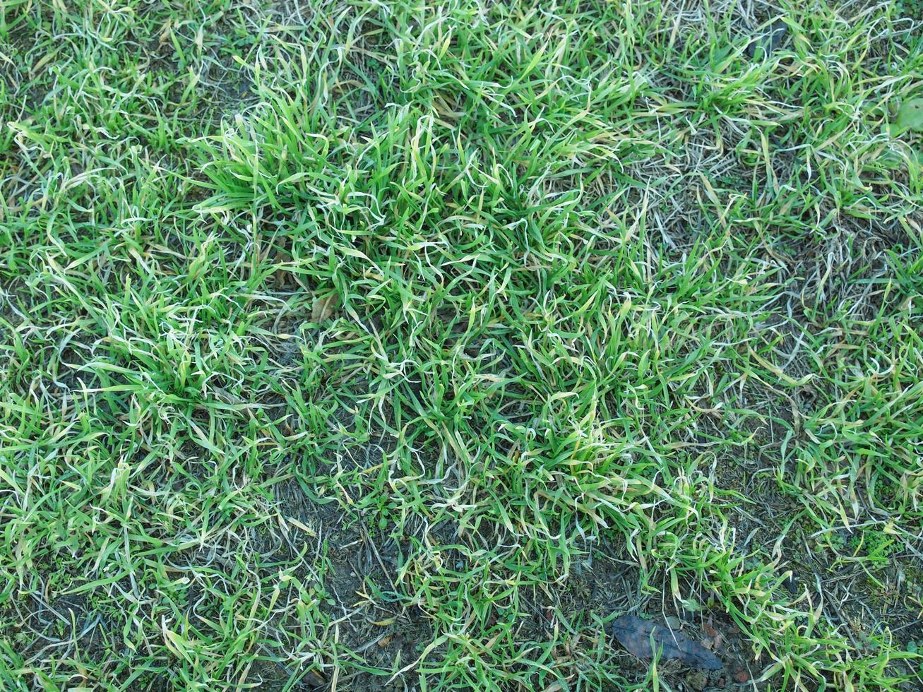 green meadow background photo