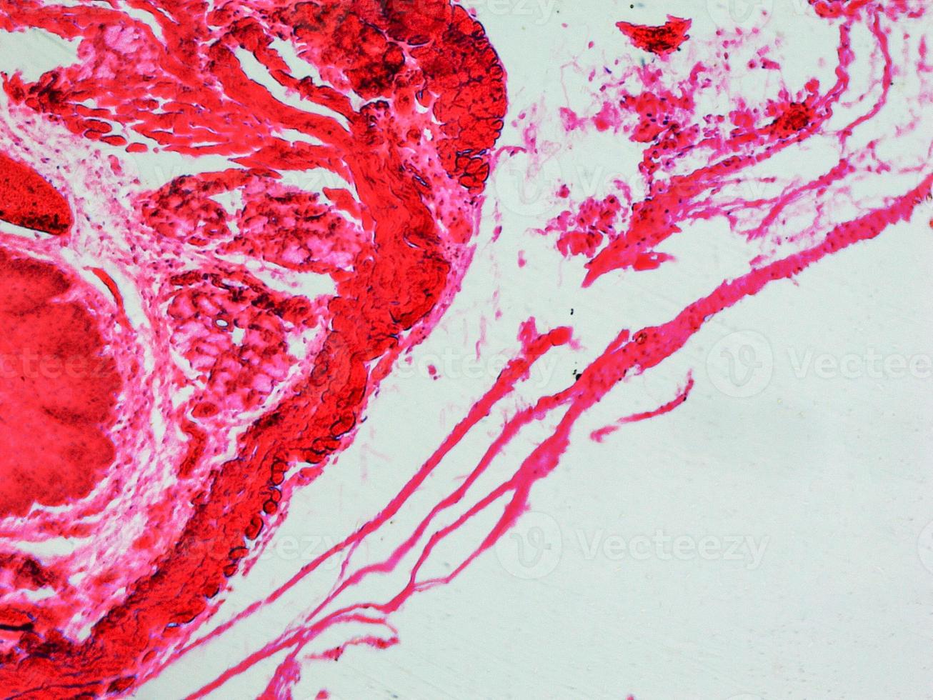 micrografía de células epiteliales foto