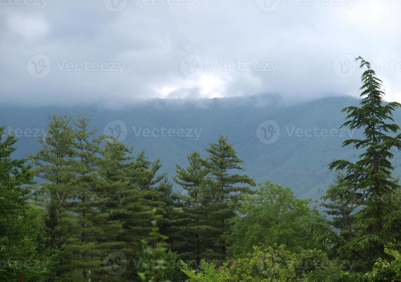 Mountain behind pine trees photo