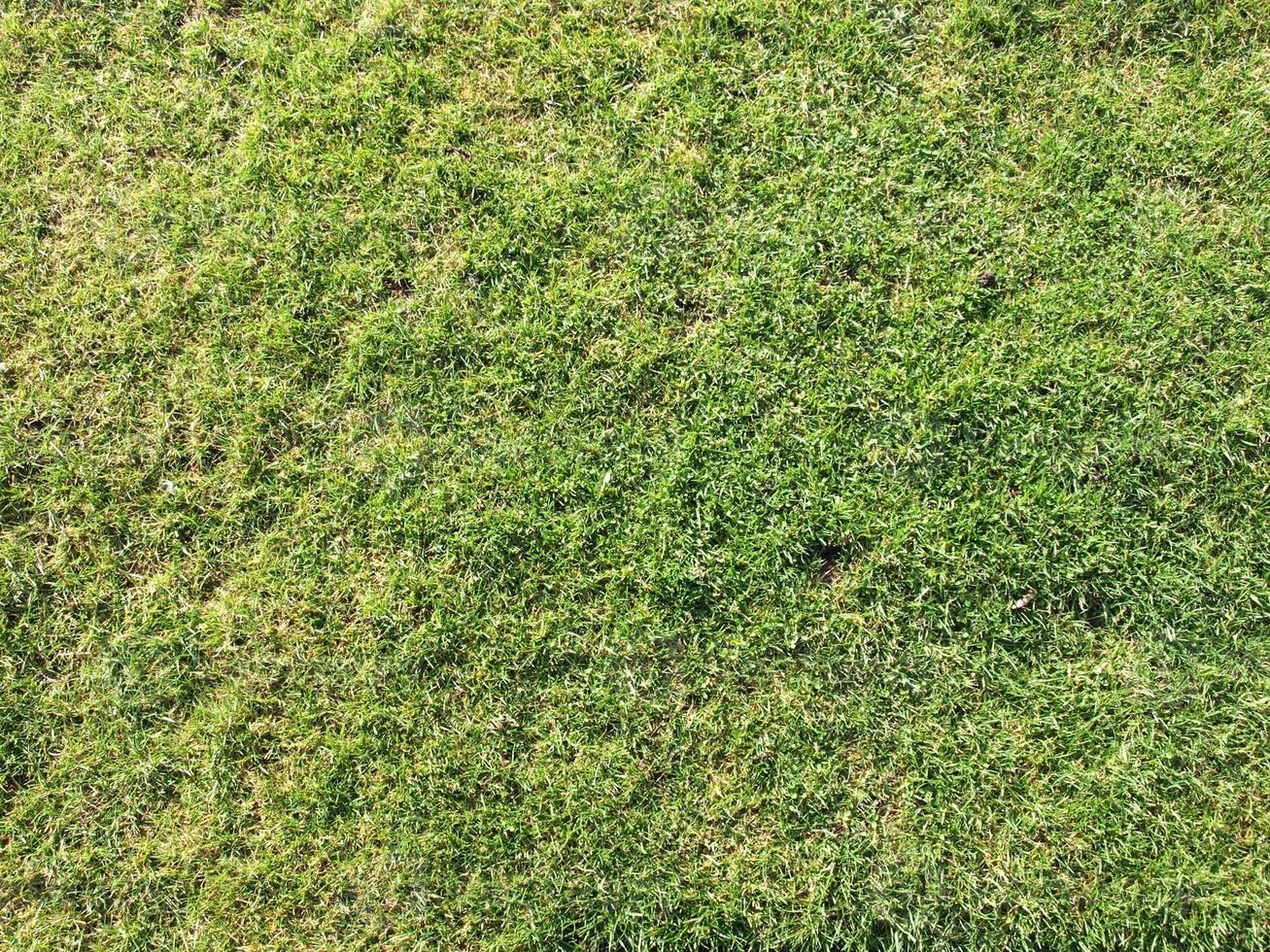 green meadow background photo