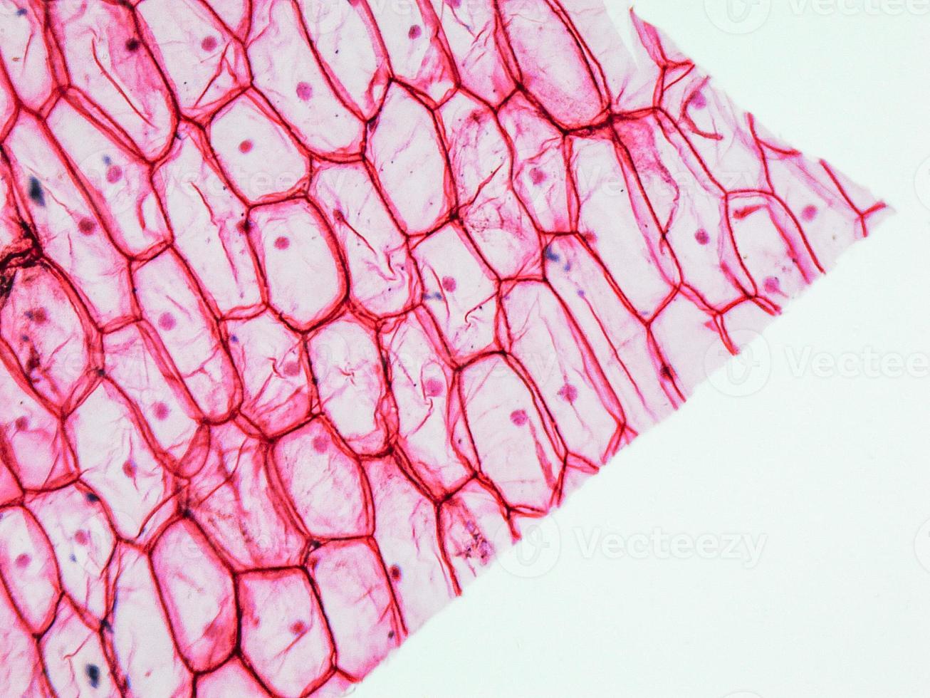 Onion epidermus micrograph photo