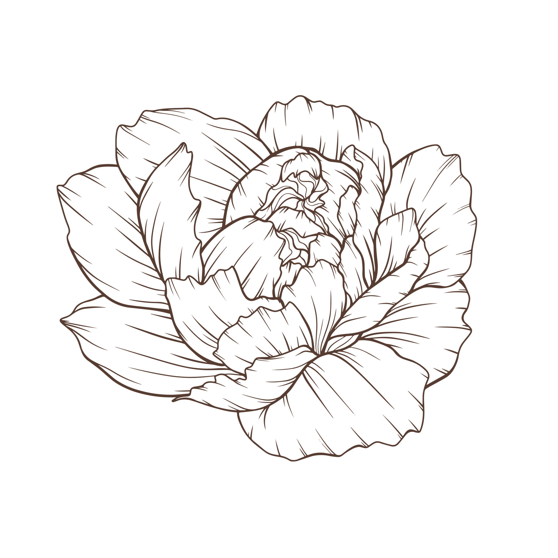 Peony Outline Isolated, Line Art Peonies, Floral Line art, Botanical