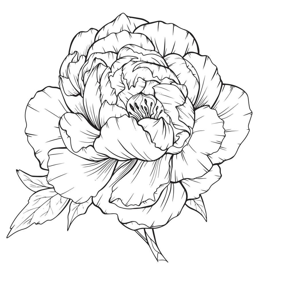 Peony Outline Isolated, Line Art Peonies, Floral Line art, Botanical Line drawing vector
