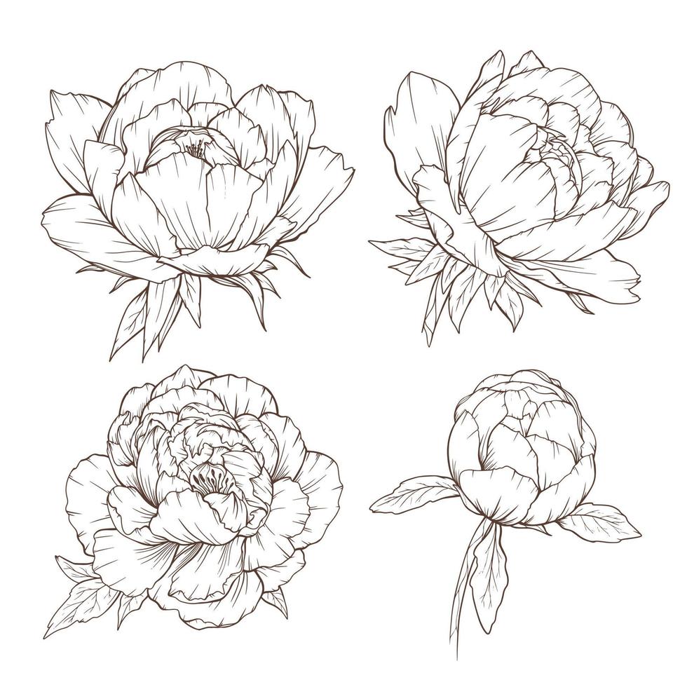 Peony Outline Isolated, Line Art Peonies, Floral Line art, Botanical Line drawing vector