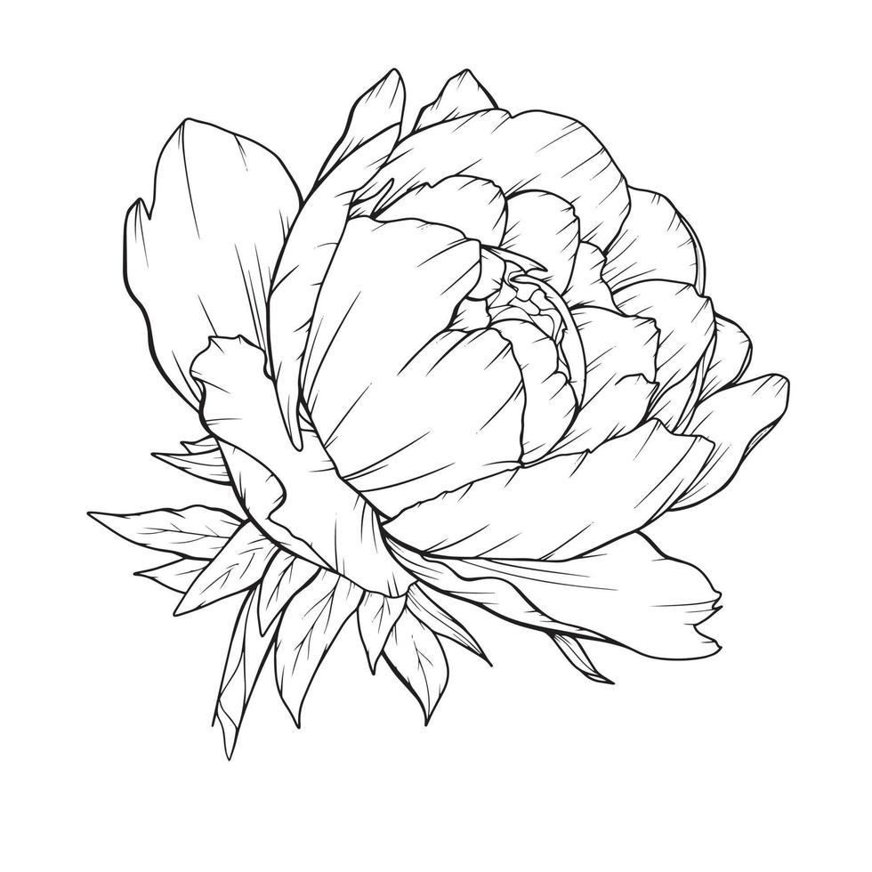 Peony Outline Isolated, Line Art Peonies, Floral Line art, Botanical Line drawing vector