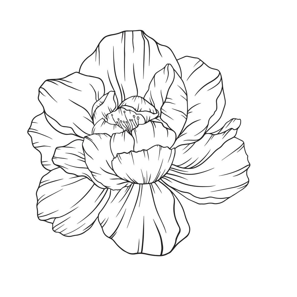 contorno de peonía aislado, peonías de arte lineal, arte lineal floral, dibujo lineal botánico vector