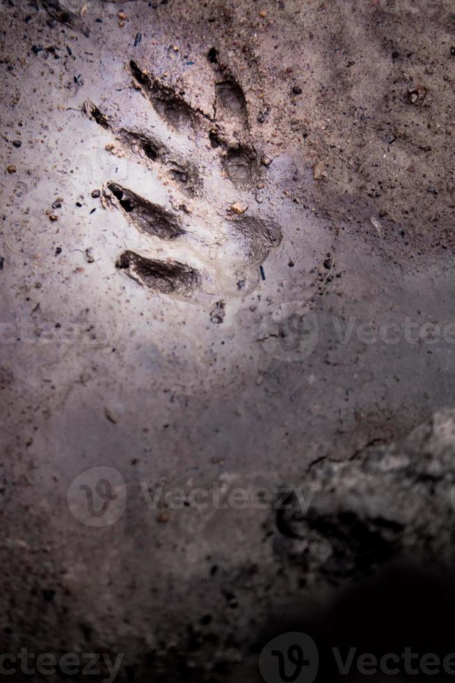 Wild animal footprint tread on soft soil ground photo