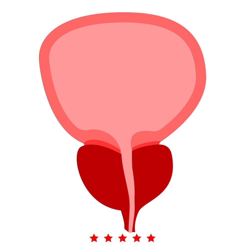 The prostate gland and bladder icon Illustration color fill style vector