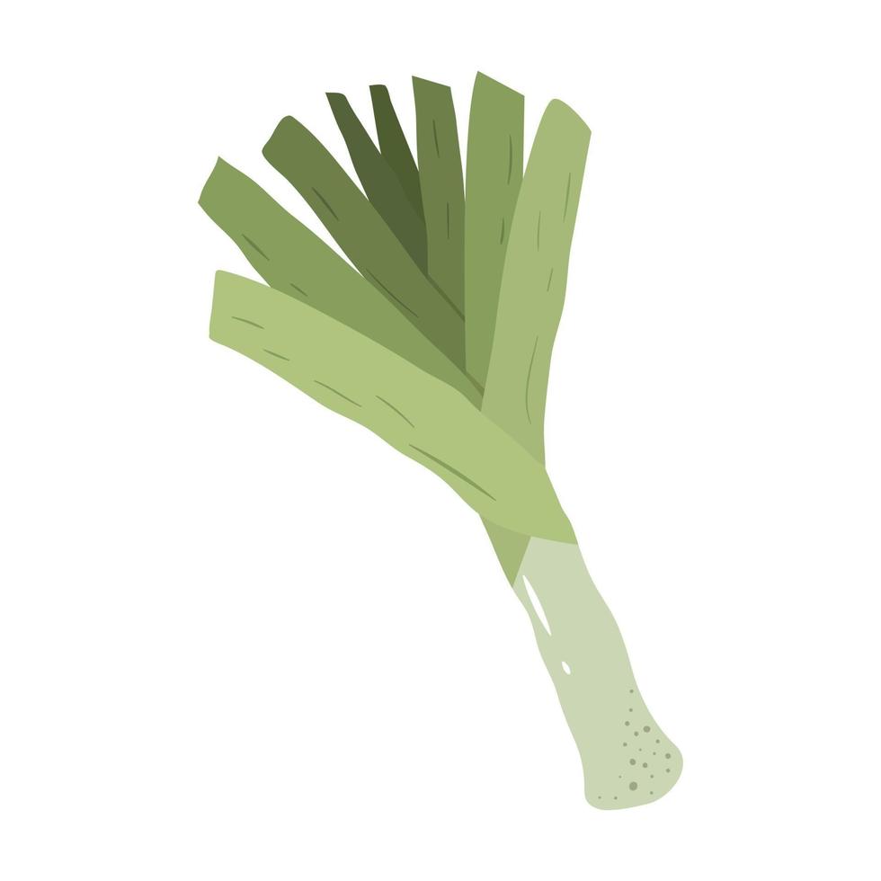 Green leek in hand drawn style. Healthy vegetable. vector