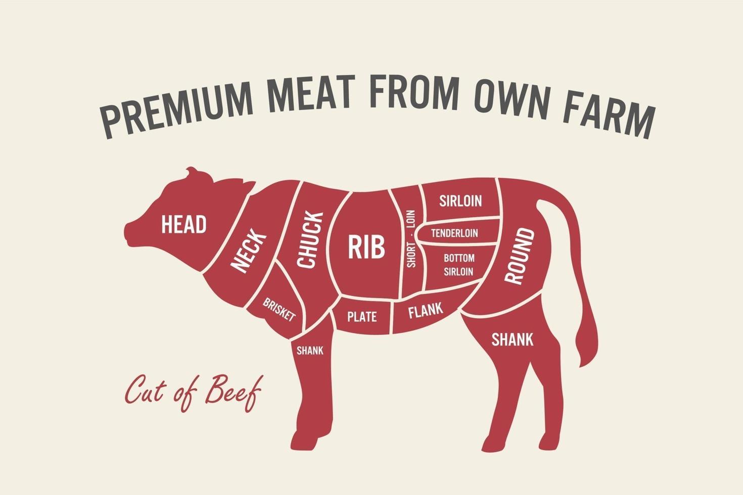 corte de carne de res. diagrama y esquema del carnicero del cartel - vaca. vector